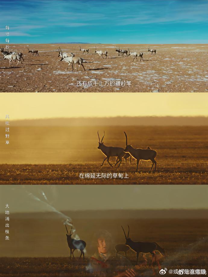 至此生命树已成艺术看完生命树直接被震撼到失语！它没有刻意的煽情，却用最纯粹的画面