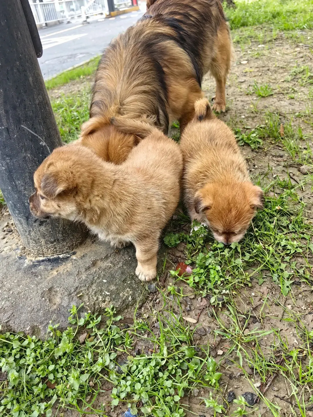 小狗的眼神，充满了无尽的温柔。