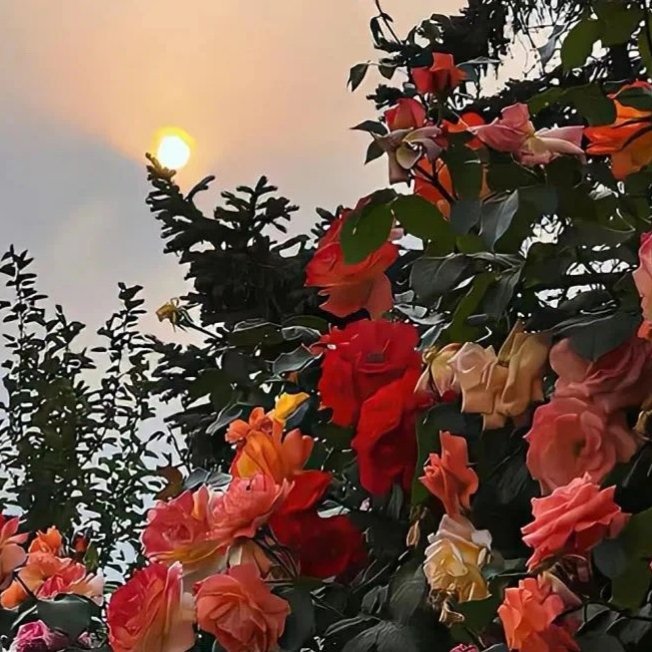 🔆>ᴗoಣ 欢迎光临- 咕叽- 的主页✨“🌼➶♡➴ ෴🦋   𝗕𝗲 ?