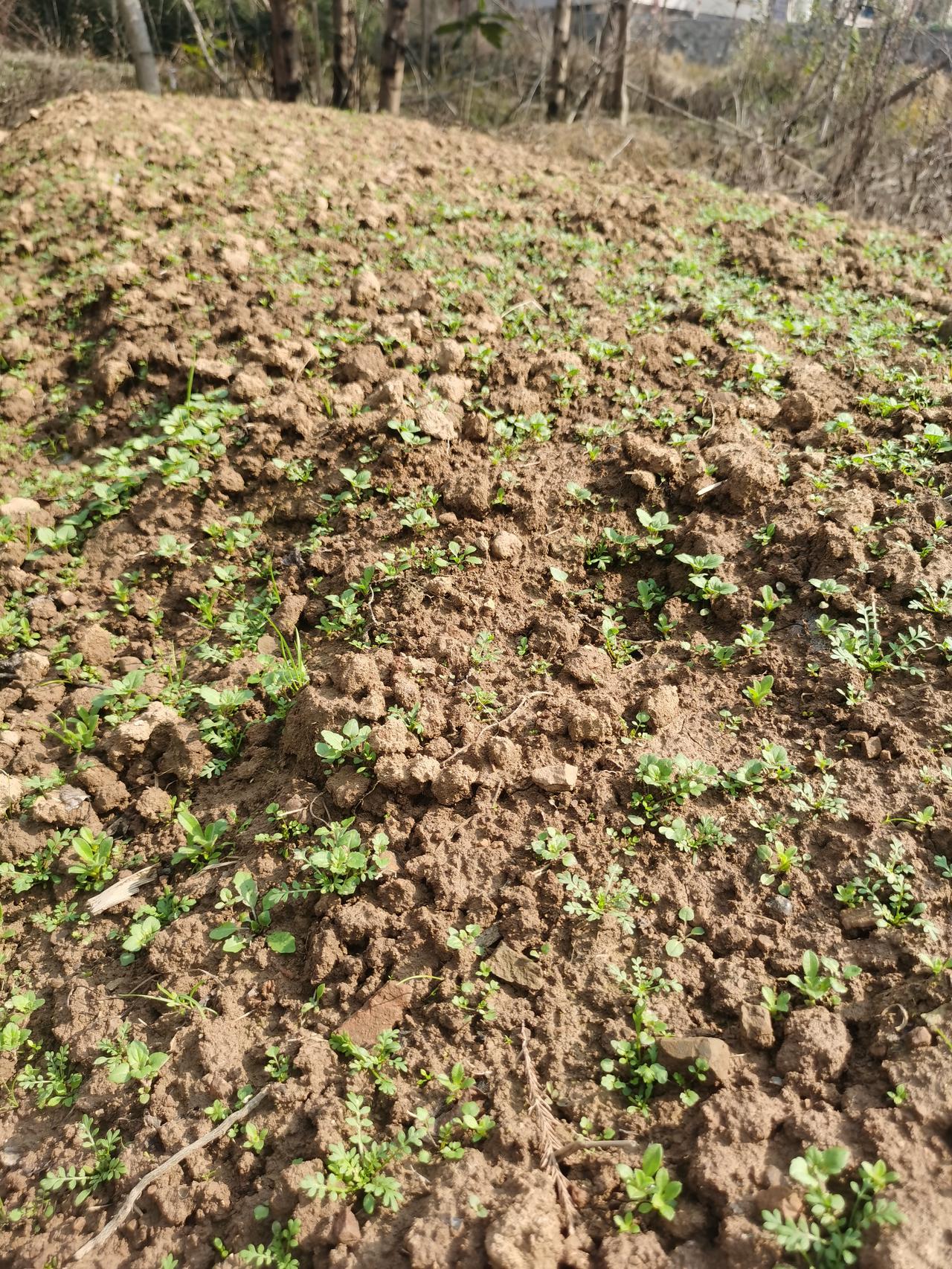 春风吹过田野，泥土的湿气里混着青草香，翻开的田土钻出嫩芽，在风里轻轻摇头晃脑。