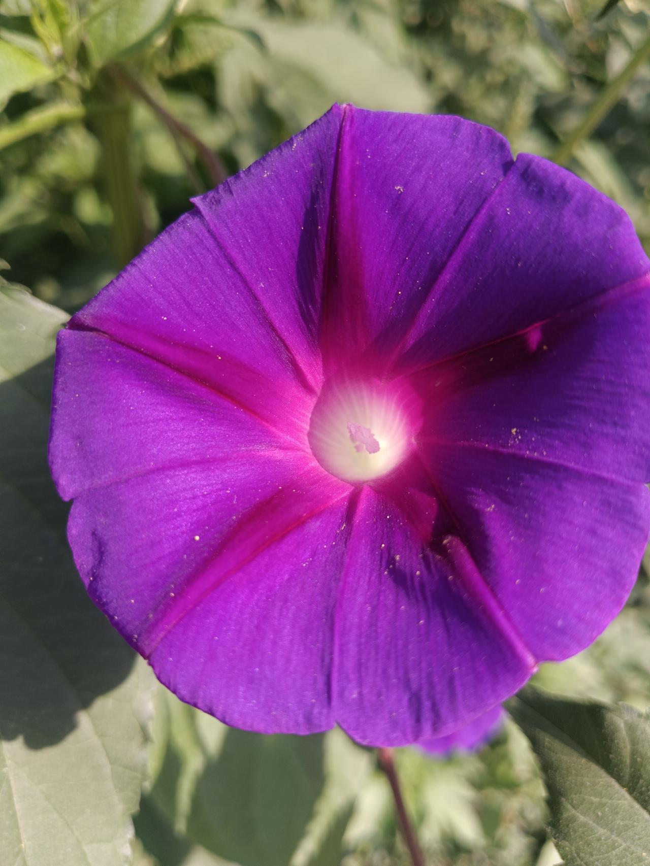 可爱的漂亮花朵