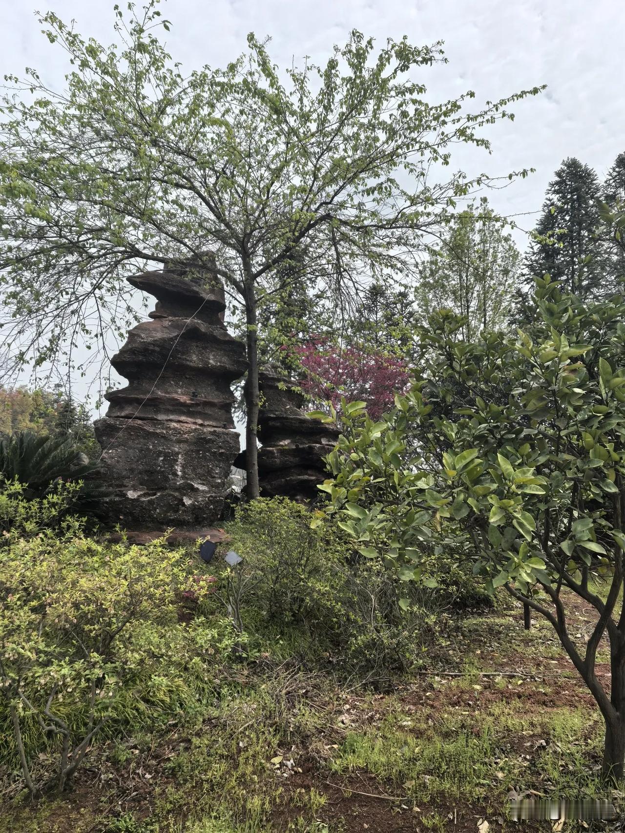 七律.重读《七律.咏贾谊》有感
（2025年4月1日）
剑气少年清彻虹，空啼赋鵩
