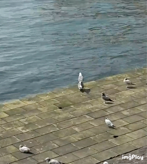 黑尾鸥的迷惑行为 