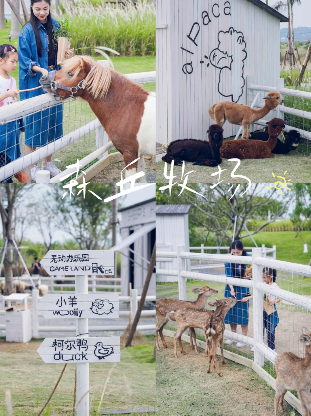厦门周边新晋溜娃好去处📸森丘牧场