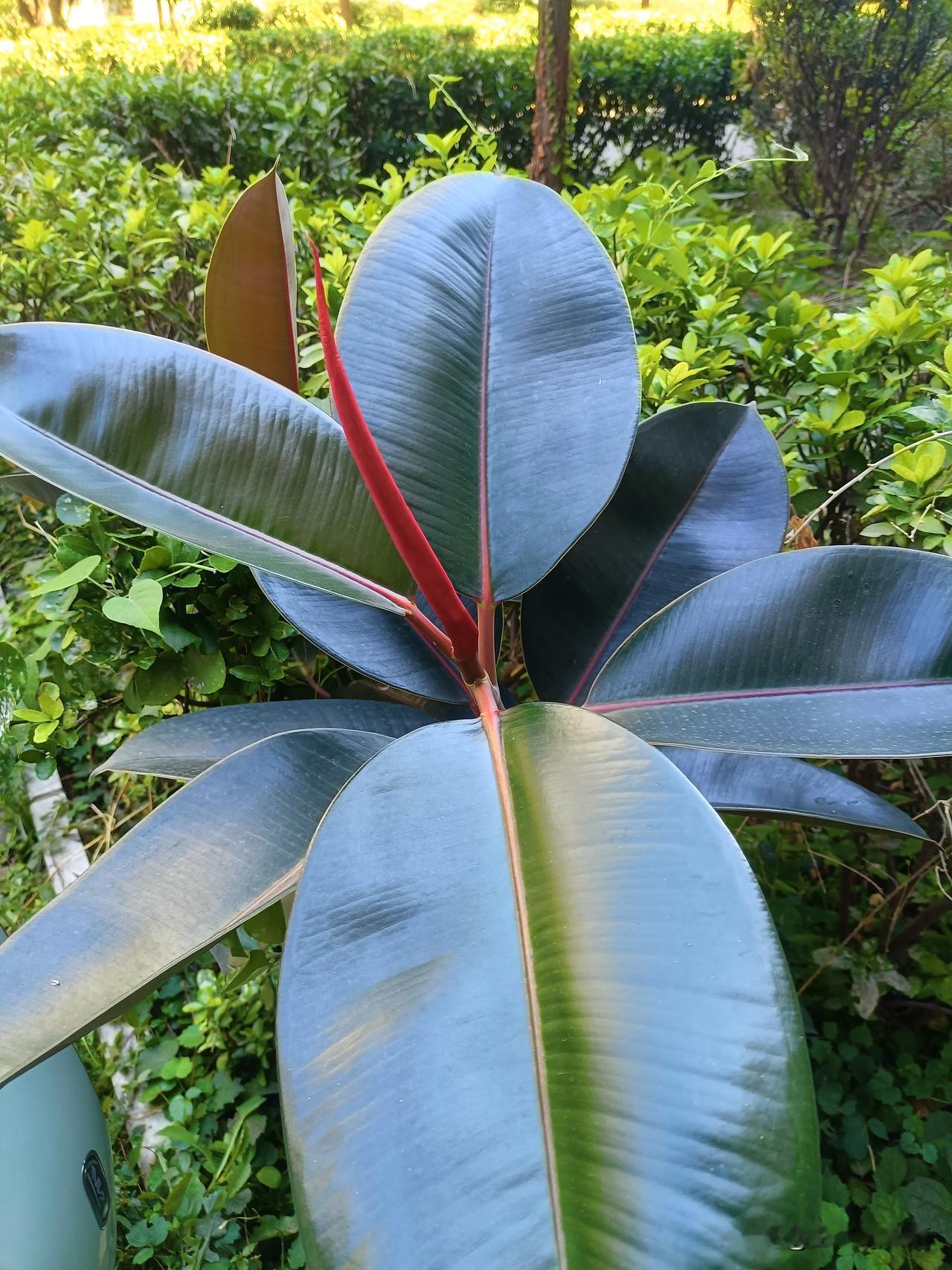这花还挺神奇，
绿绿的叶子厚厚的，
给人以厚重感，
表面光亮照人，
顶部的新芽却
