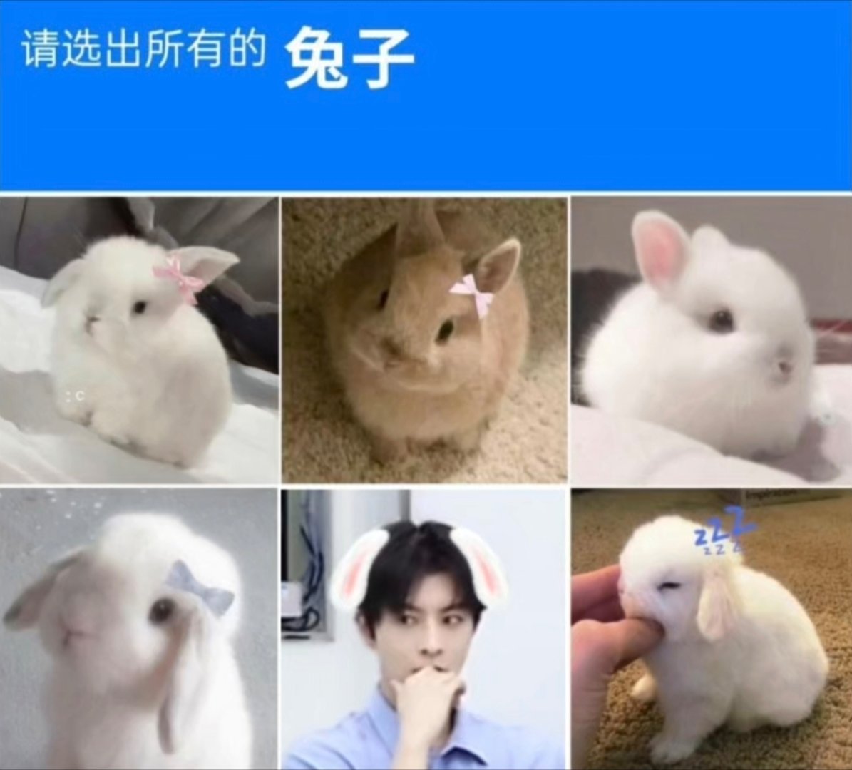 🐰邱鼎杰