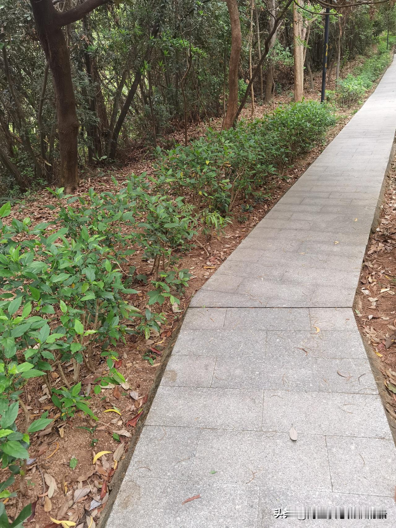 有没有在深圳喜欢爬山的小伙伴们，最近爬山需要多小心点，辣条出没的频率有点高啊。