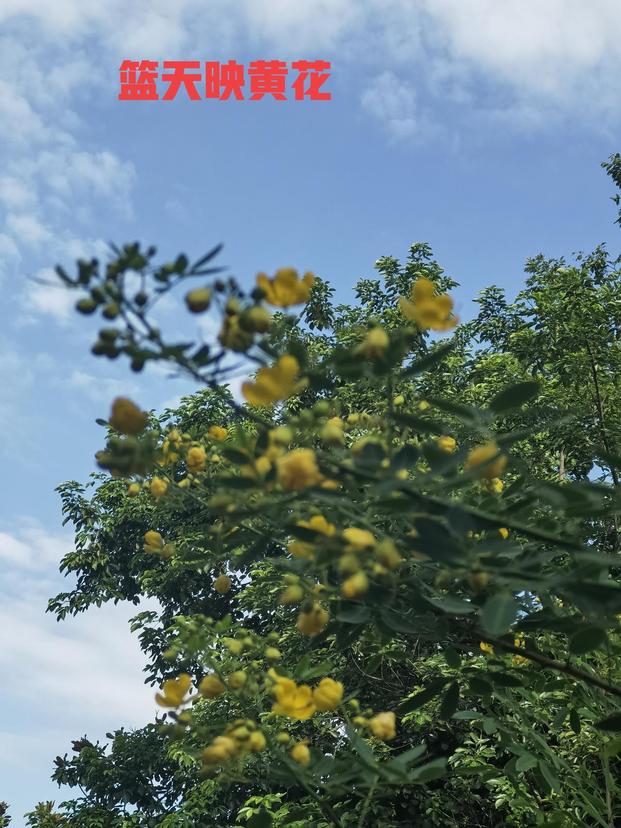 秋日生活打卡季蓝天映黄花