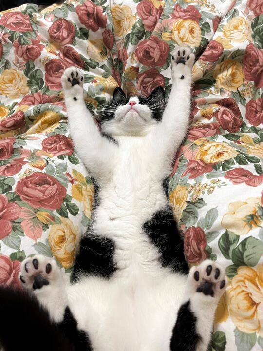 猫儿这个脚黑