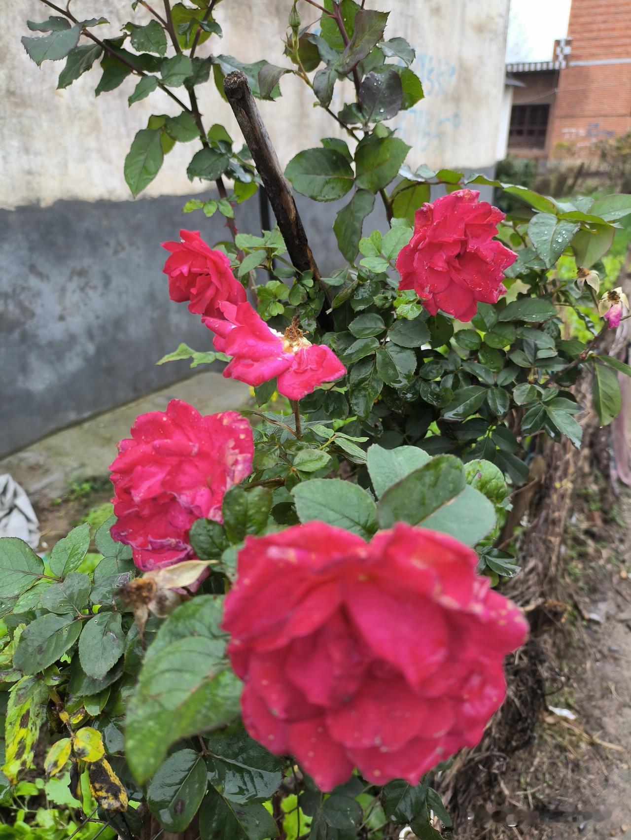 女性不孕症为何越来越年轻化?如今，年轻女性患不孕症的情况屡见不鲜！
有人认为，这