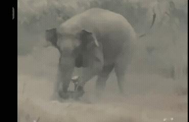 野生动物不好惹