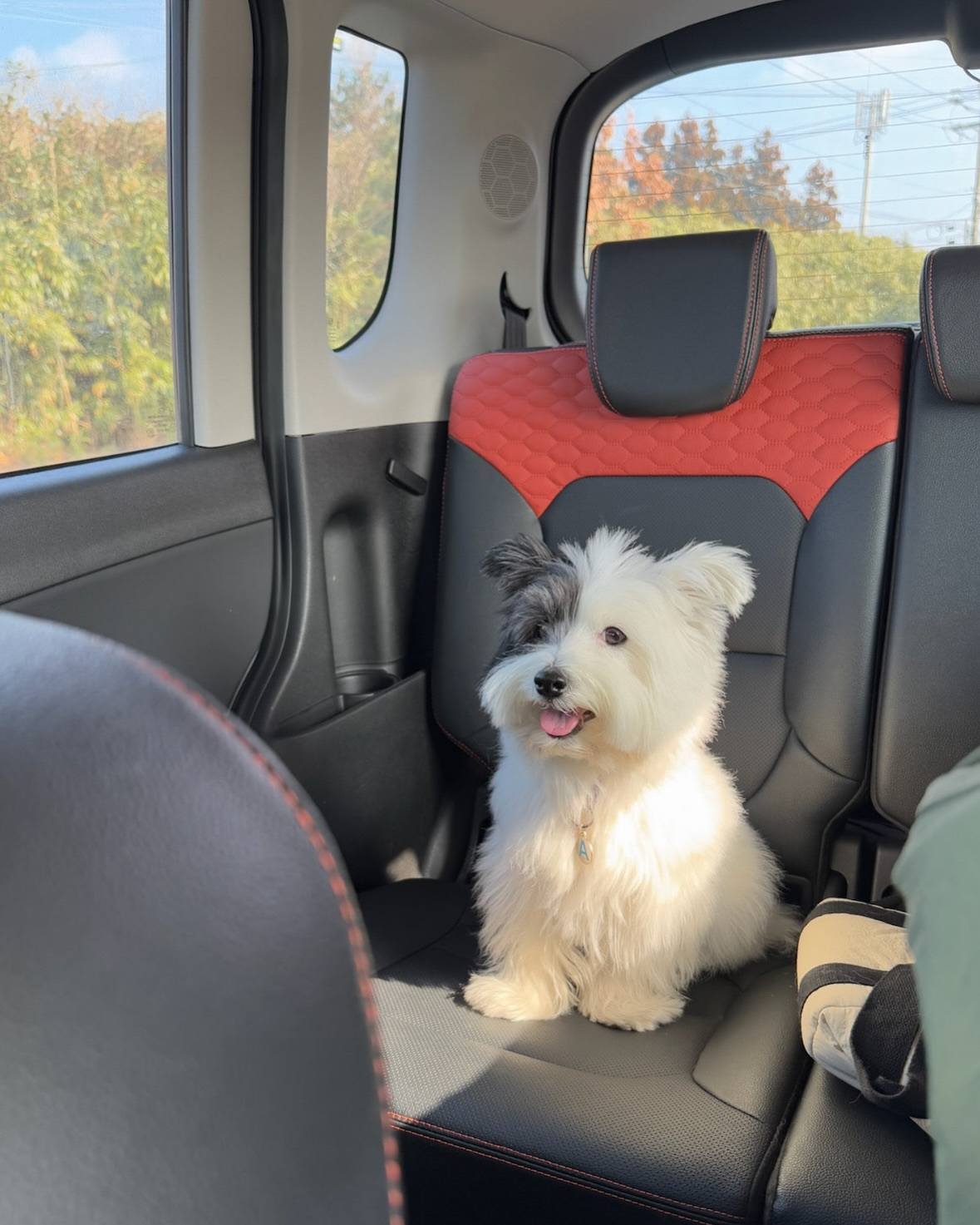 春运路上的小狗：回去又可以见到外婆啦！ 