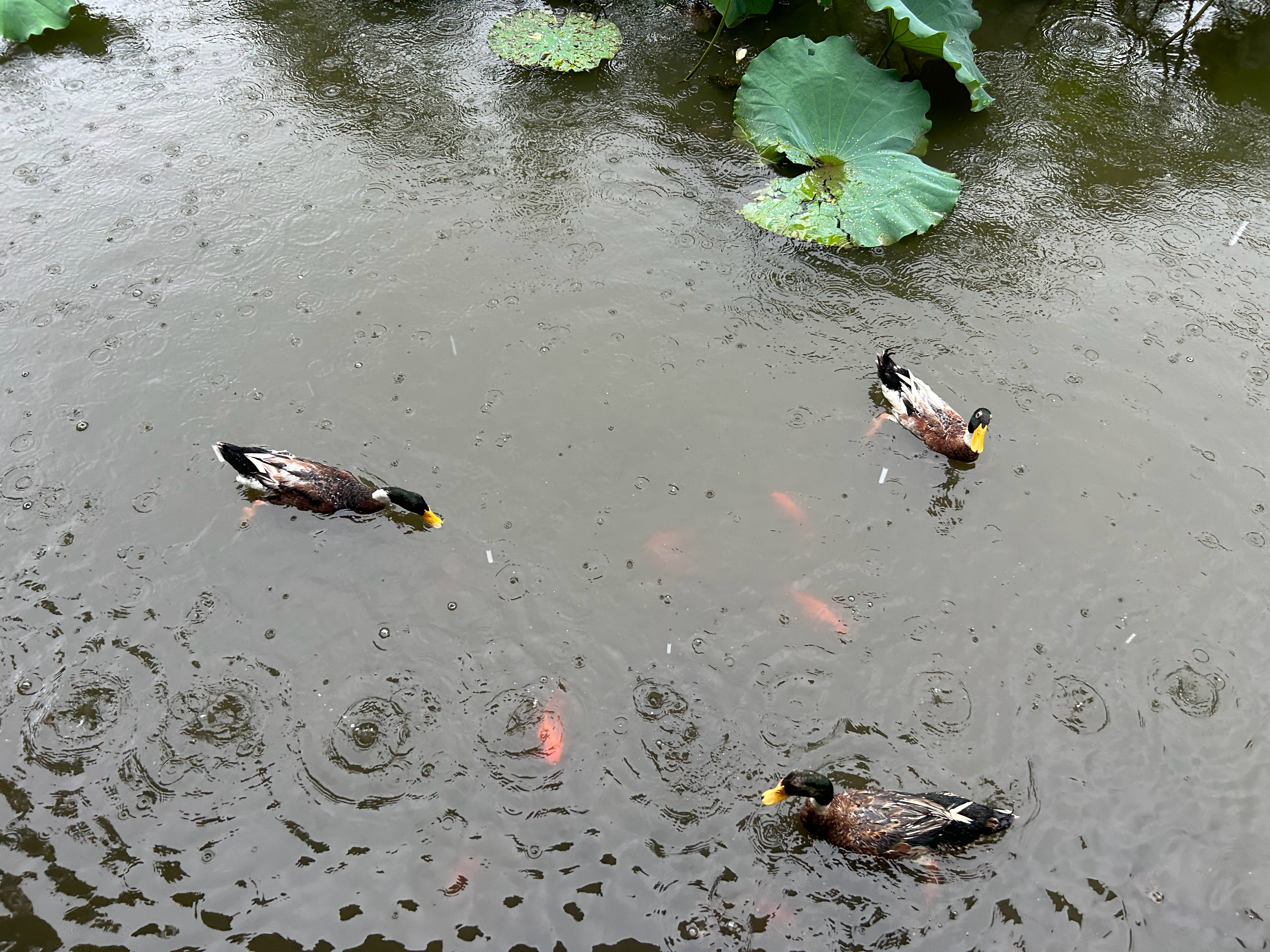 一碗浑浊的水，老摇它，水便总是浑浊，但把它放到器皿里不动，便很快泥沙沉底，变得清