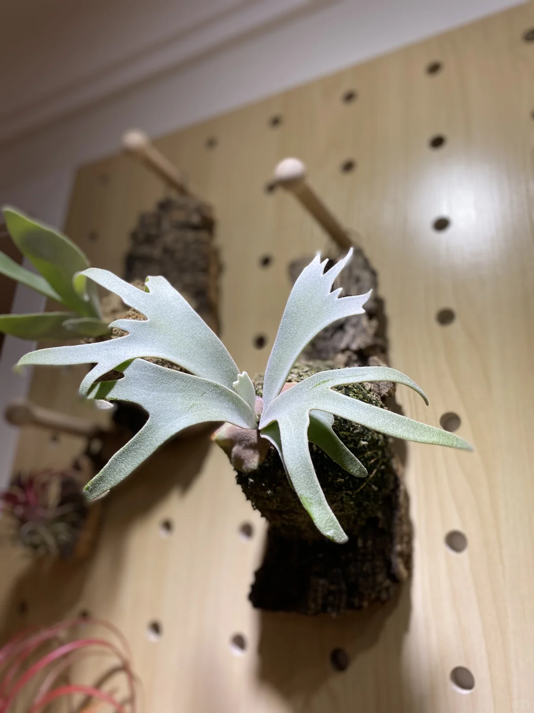 植物永远不会辜负我们的用心💕
