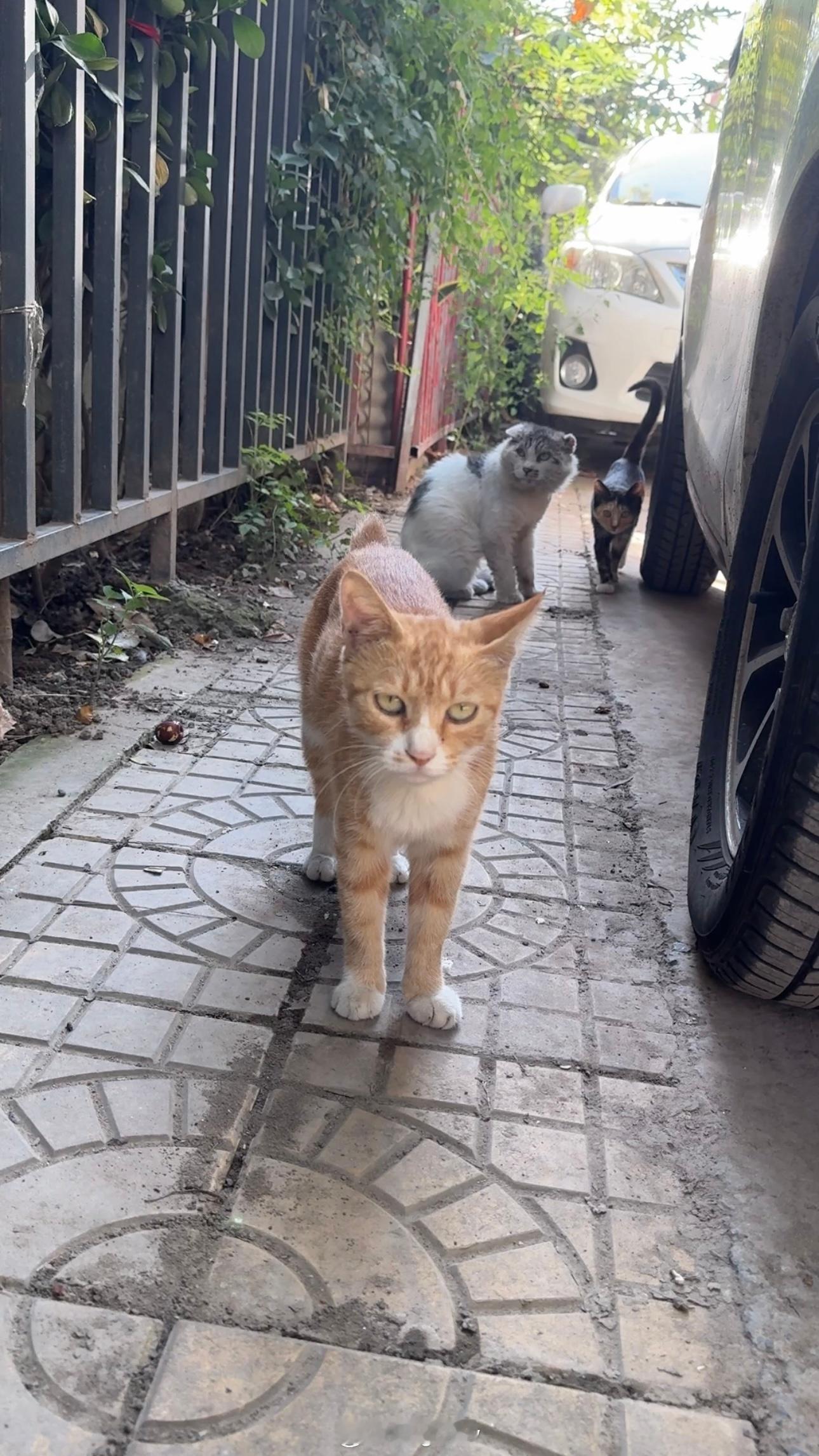 周一顺利(≧ｗ≦)[融化]早上好呀[奶牛猫]没尾巴 大长毛和小花猫从车底钻出来到