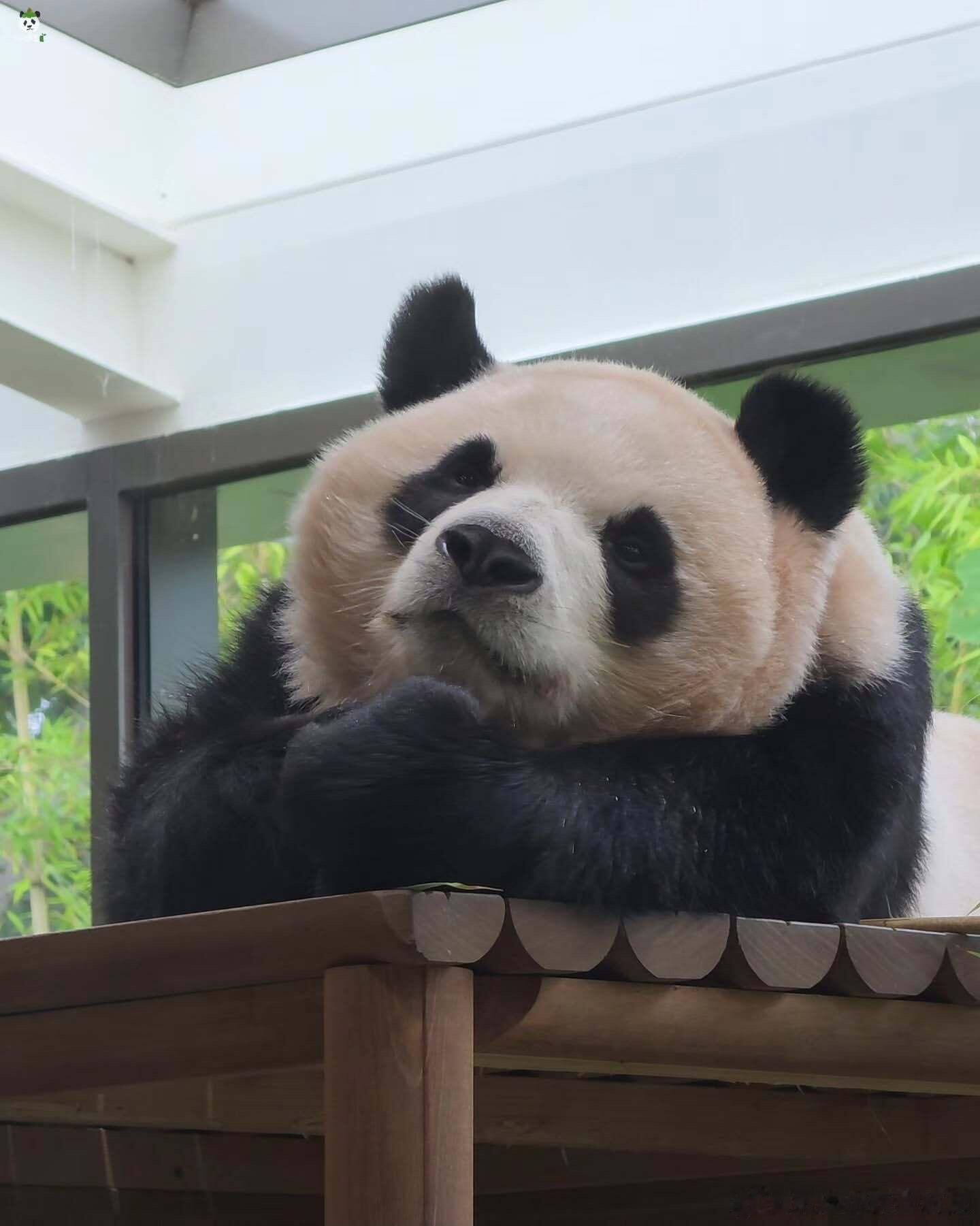 辉宝可爱超标！ 
