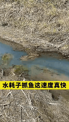 水耗子抓鱼，蹭蹭的
好快啊！[泣不成声]