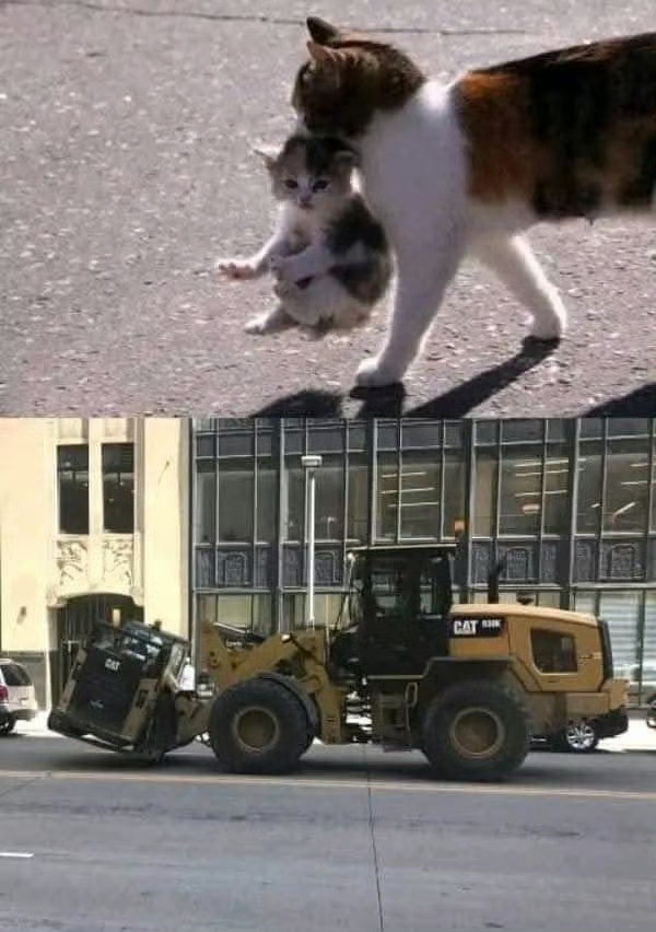 Cat🐱 