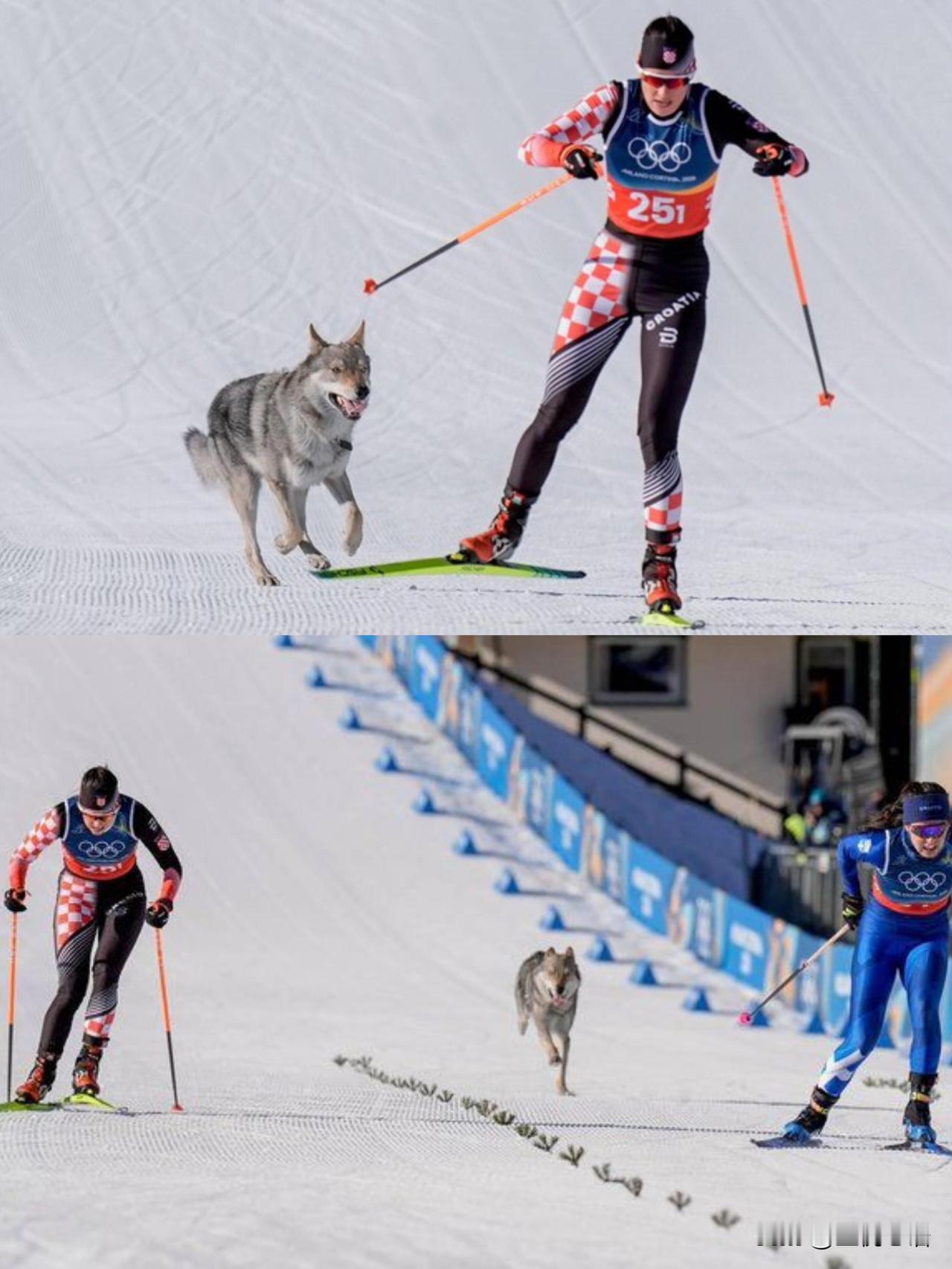 笑不活了！米兰冬奥会爆火的“编外选手”，居然是只闯赛道的狗子！当时还以为是狼呢。