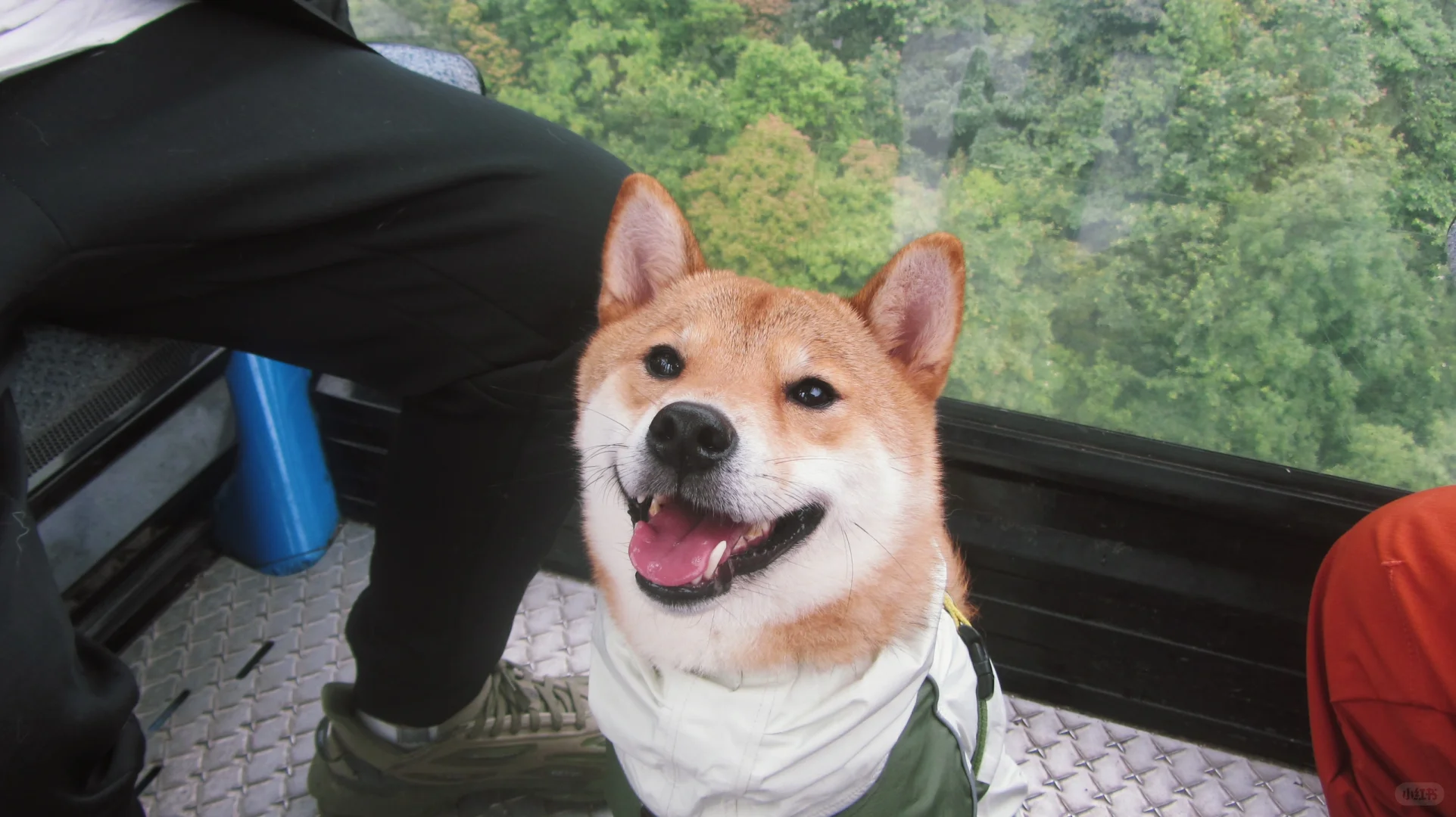 遛狗日记｜郴州DAY1 莽山五指峰