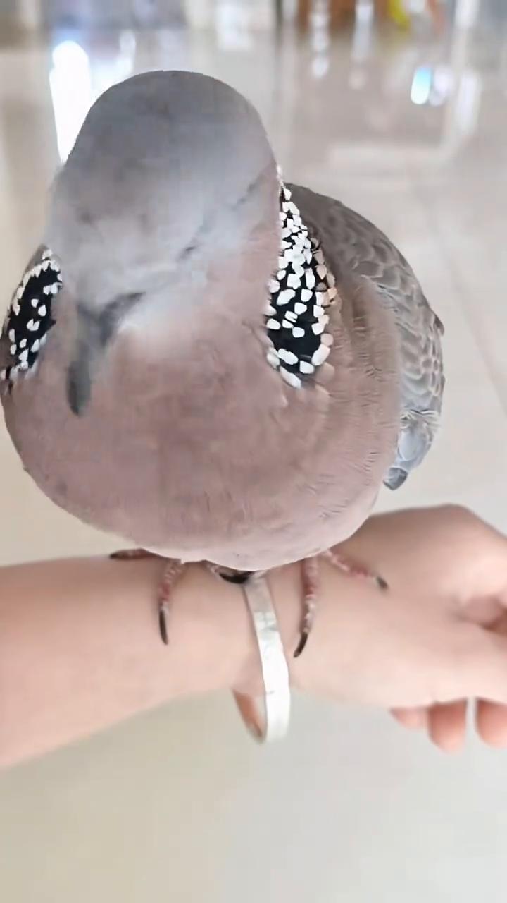 ·这种动物怎么叫？这是蹄兔，人们都叫它阿瓦瓦，因为它的叫声是这样的。
·这种动物