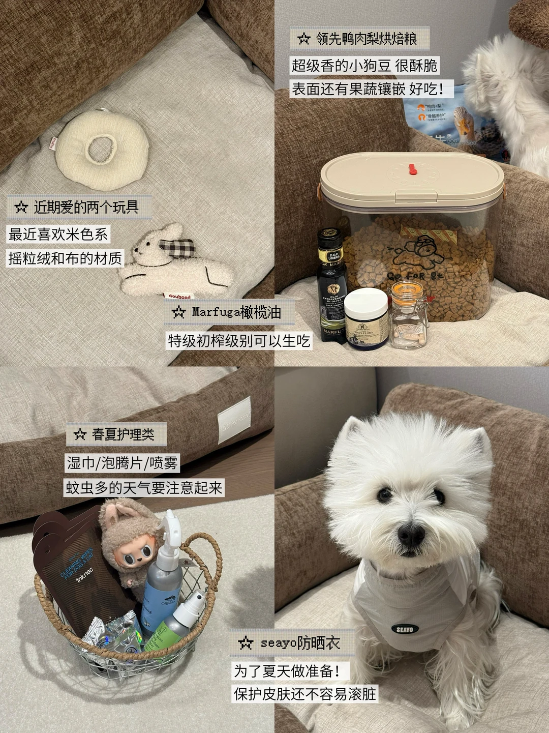 养狗5年｜小狗的春季出游好物分享