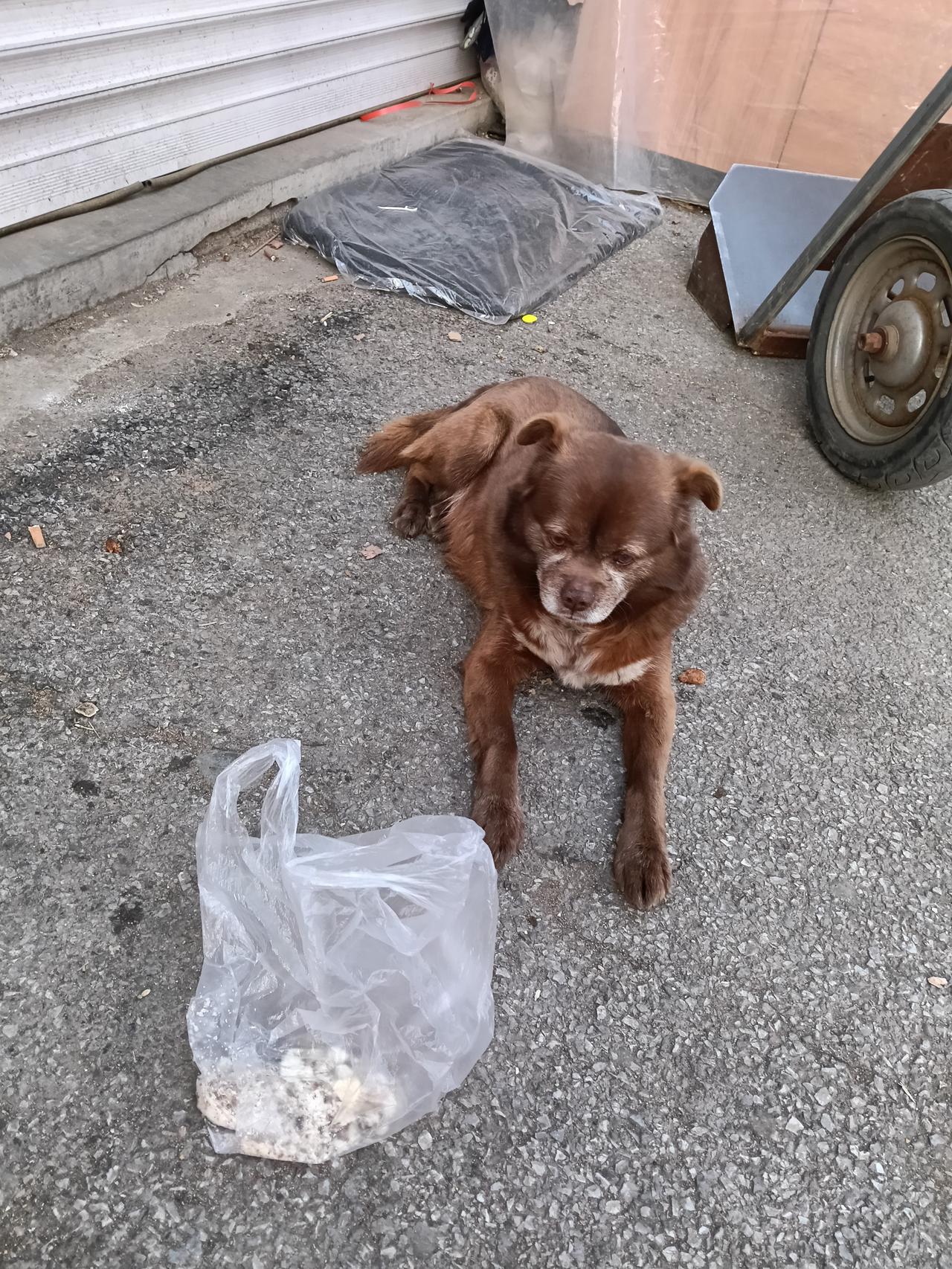 寂寞的东北不爽狗，看它一脸不开心，忧郁的样子或许也和我们一样吧，都有心事，看来狗