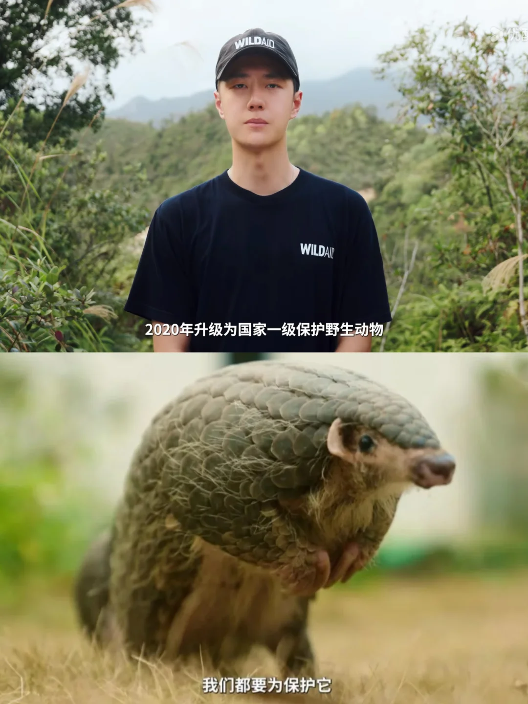 和王一博一起做穿山甲的守护者‼️
