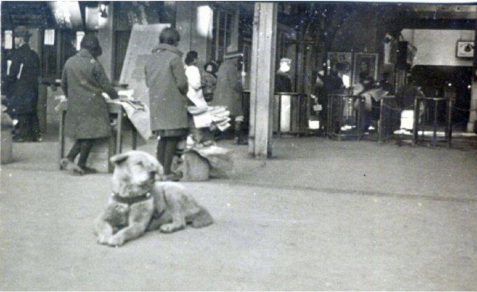 1934年，正在东京涩谷站等候教授的忠犬。