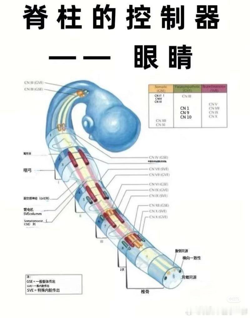 每天3分钟，用视线引导身体，激活脊柱两侧深层肌肉：① 左右扫视——像钟摆一样缓慢