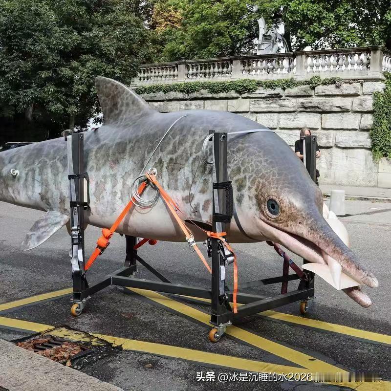 分享一组史前海洋巨兽“大眼鱼龙”化石经过高科技处理复原成模型的精彩靓图。鱼龙在地