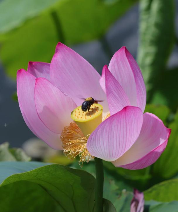 卢拉痛批美国：你没权利威胁全世界！
亲爱的朋友们大家好，我是海林小百科！今天我们