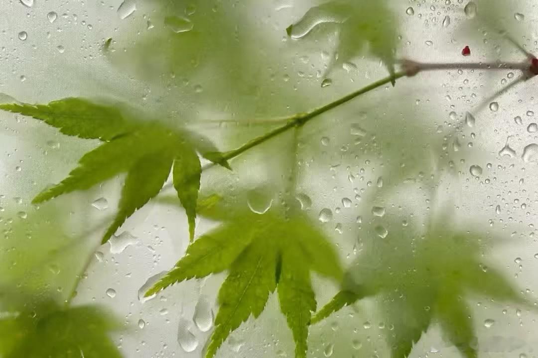 𝑾𝒆𝑪𝒉𝒂𝒕头像背景图搭配｜杂风集  