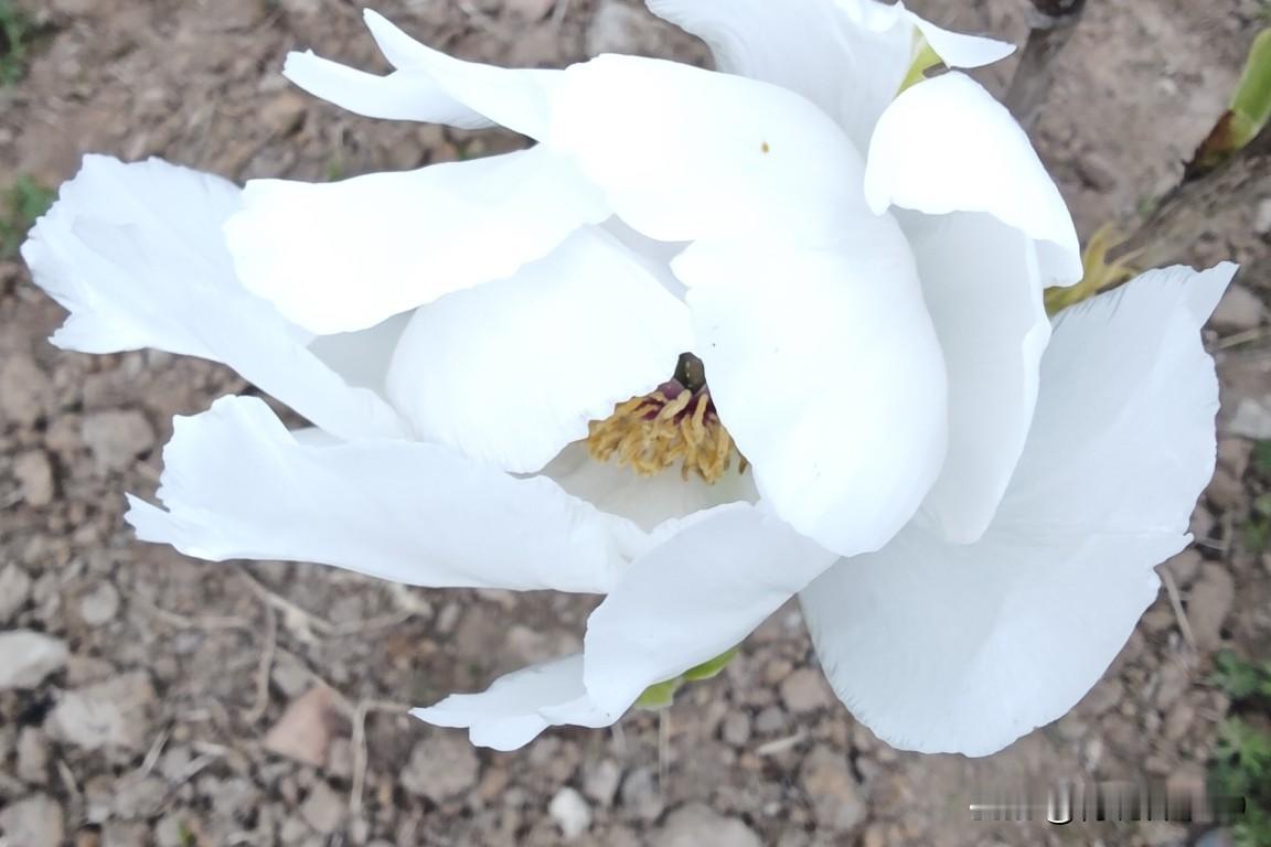 四月的油牡丹，完美诠释了“春发芽，夏打盹，秋长根，冬休眠”的生长规律。每年10月