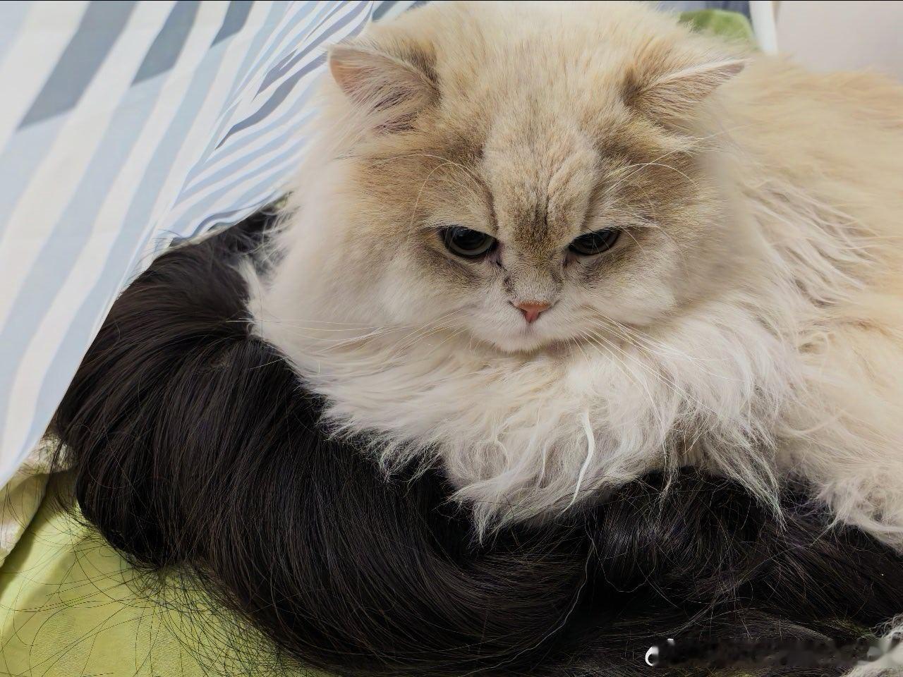 我正收拾行李呢，一回头小猫趴我假发上了