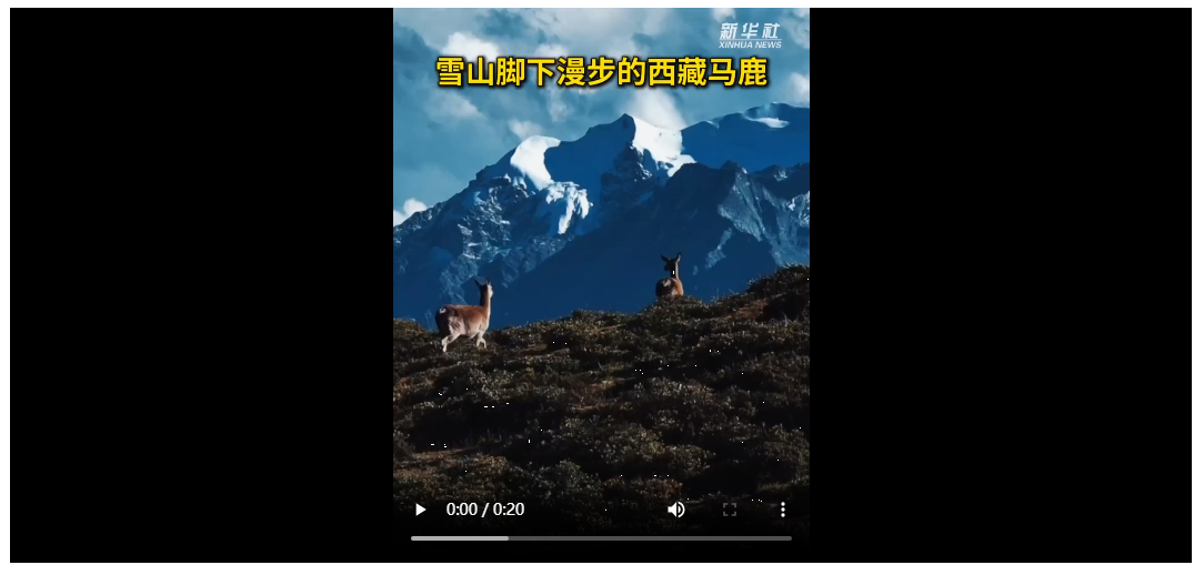 秀我中国丨雪山脚下漫步的西藏马鹿