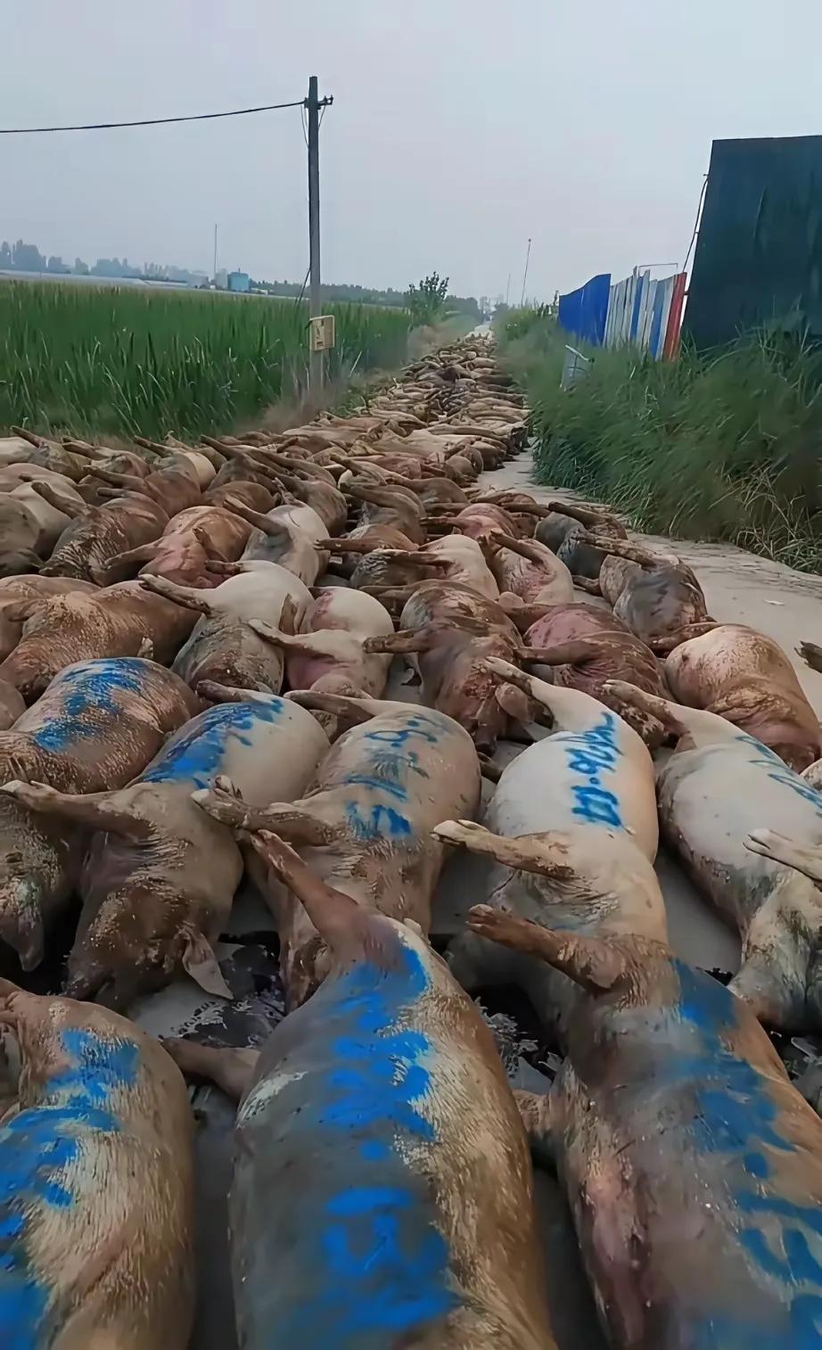 网友:
家财万贯，带毛的不算，太可惜了！
养殖须谨慎！！