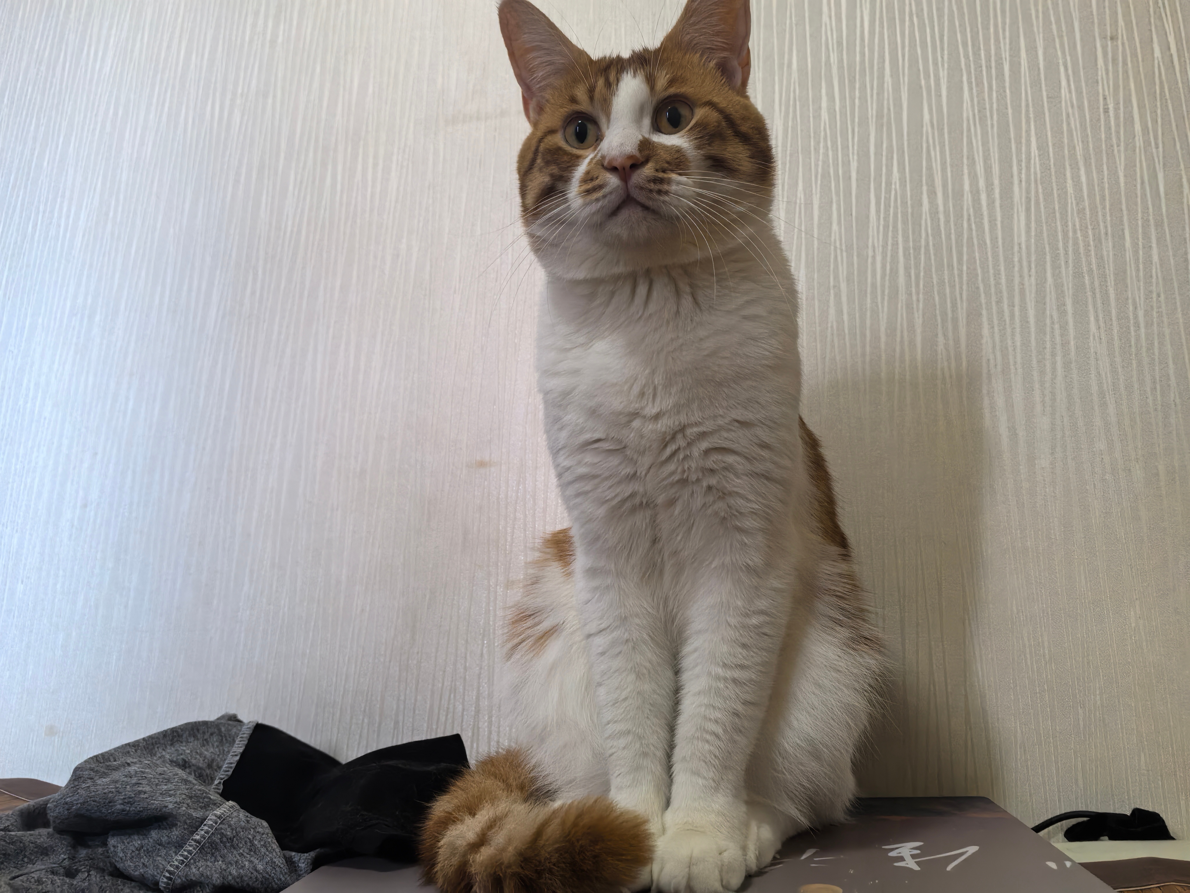 猫咪 立正[爱慕] ​​​