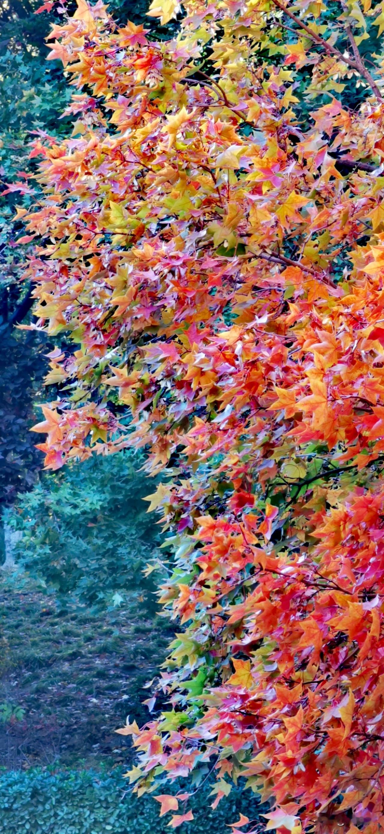 北京的一年四季中,哪个季节美?北京的秋天最美。