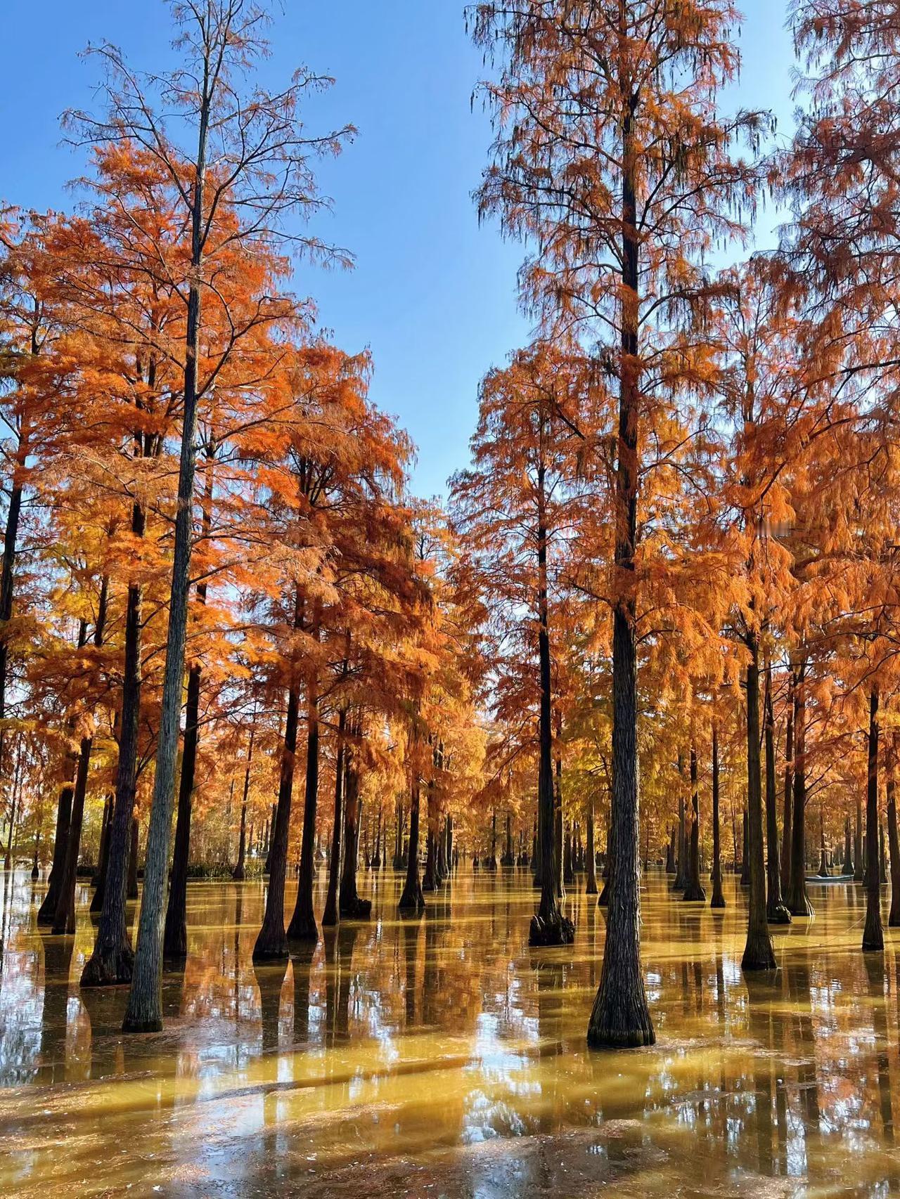 晒图笔记大赛秋天的武汉，武汉的新洲，新洲的涨渡湖！太美了！