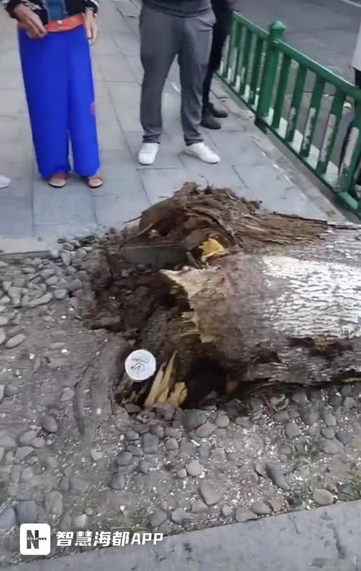 #福建一地大树倒下砸伤路人行人合力救人#昨日下午，有读者拨打海都热线报料称泉州市