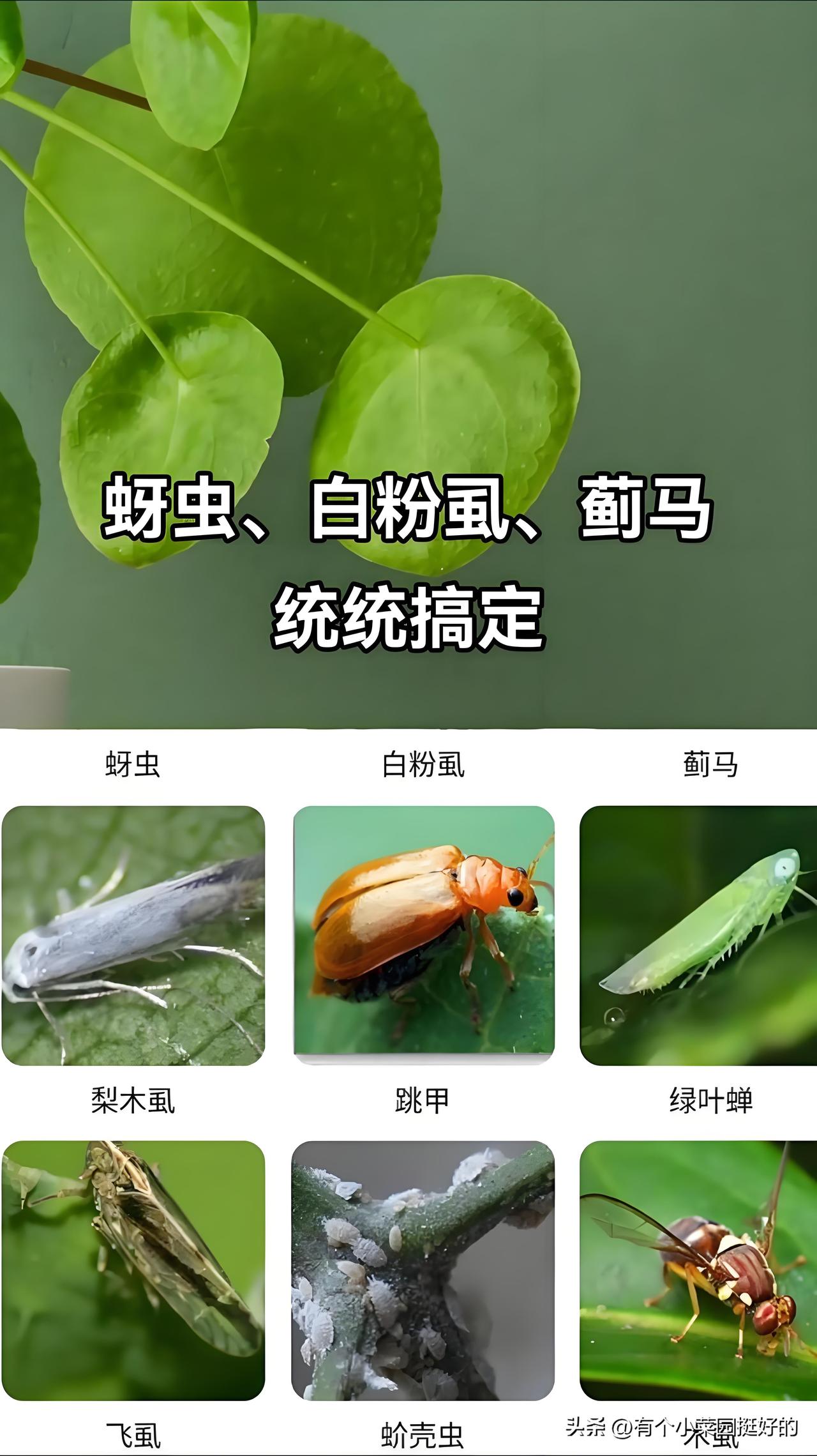 蔬菜开花期防虫用药，实用妙招
 
种蔬菜的菜友注意了，花期防虫千万别乱打药，影响