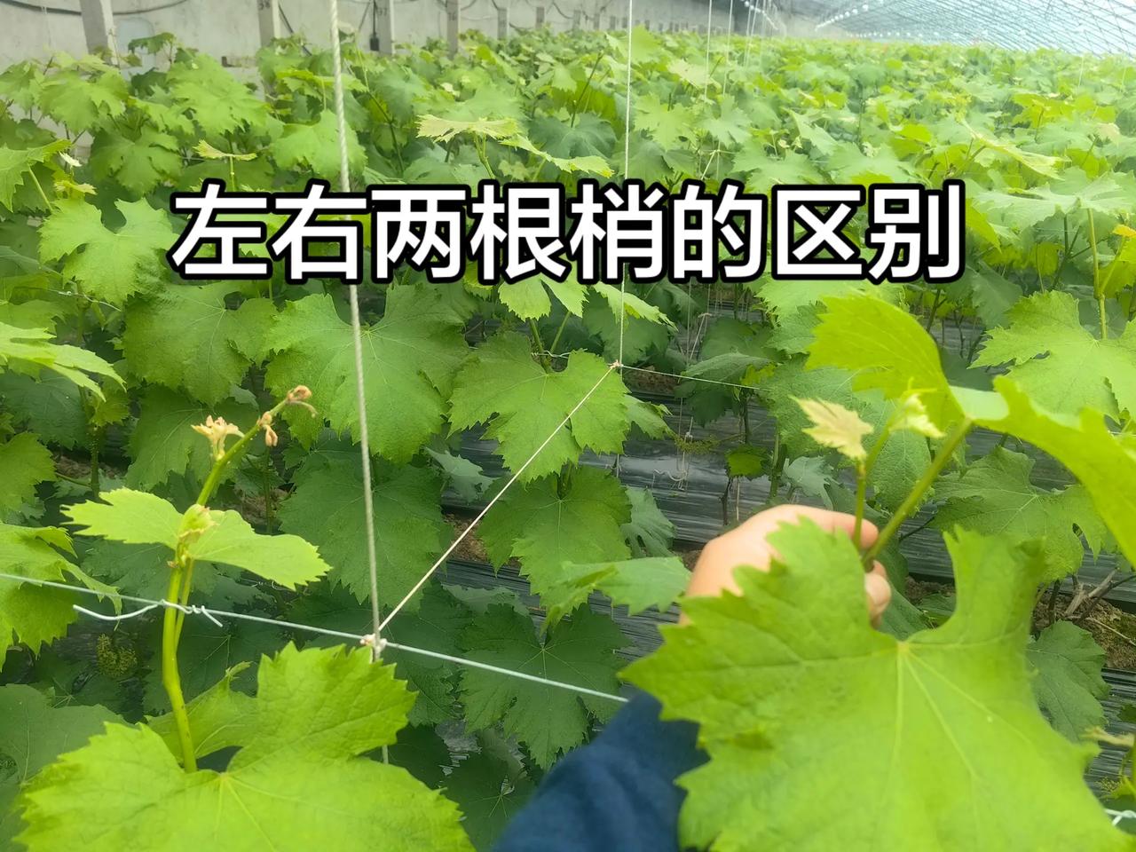 左右两根梢的区别。左边的梢干干头，右边的梢就没有，同一个棚同一棵树。