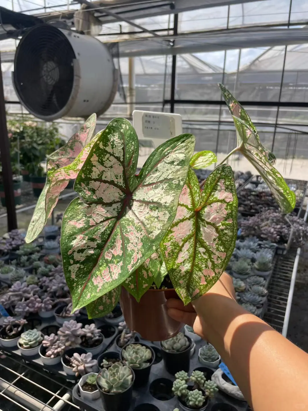 彩叶芋（一盆一球）一加仑大苗一物一拍🩷