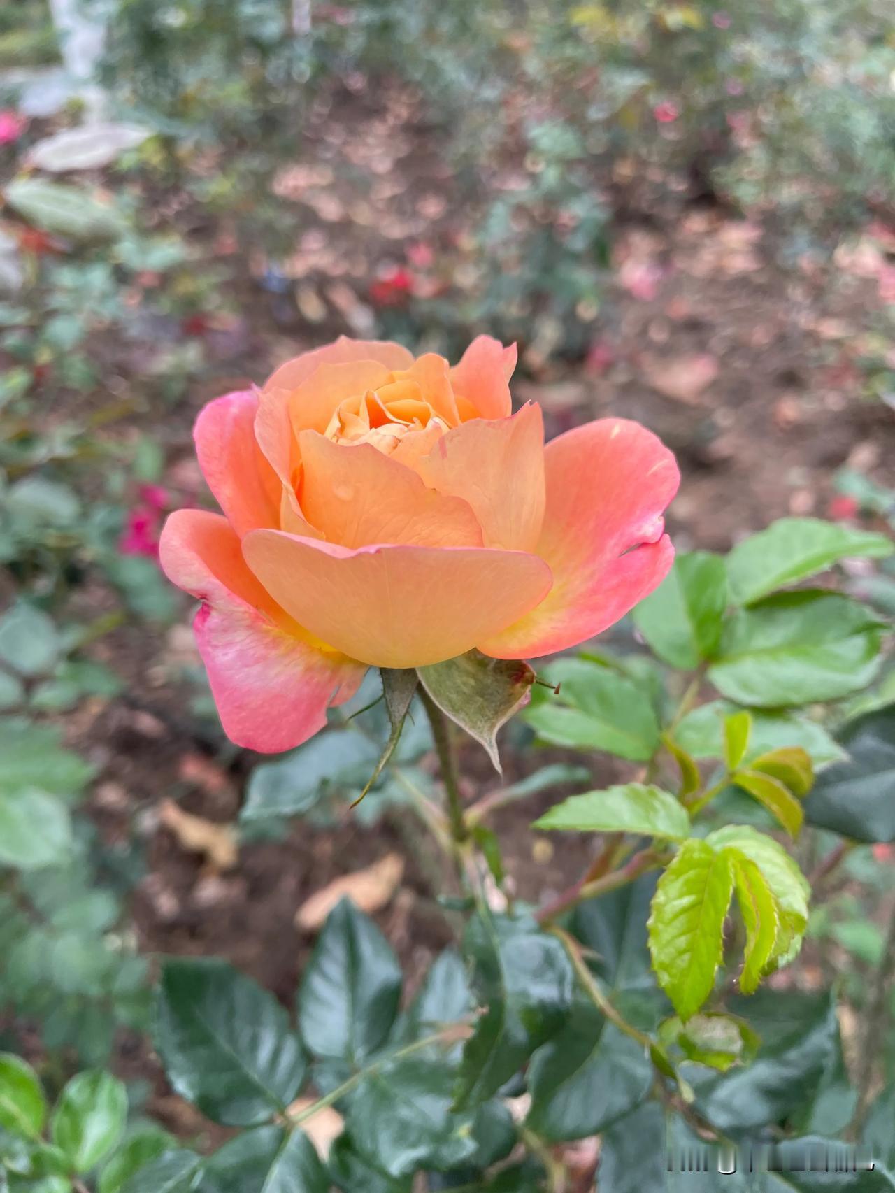 踏入东莞植物园，仿佛误入了莫奈的花园，而最动人的景致，当属那片烂漫的月季花海。