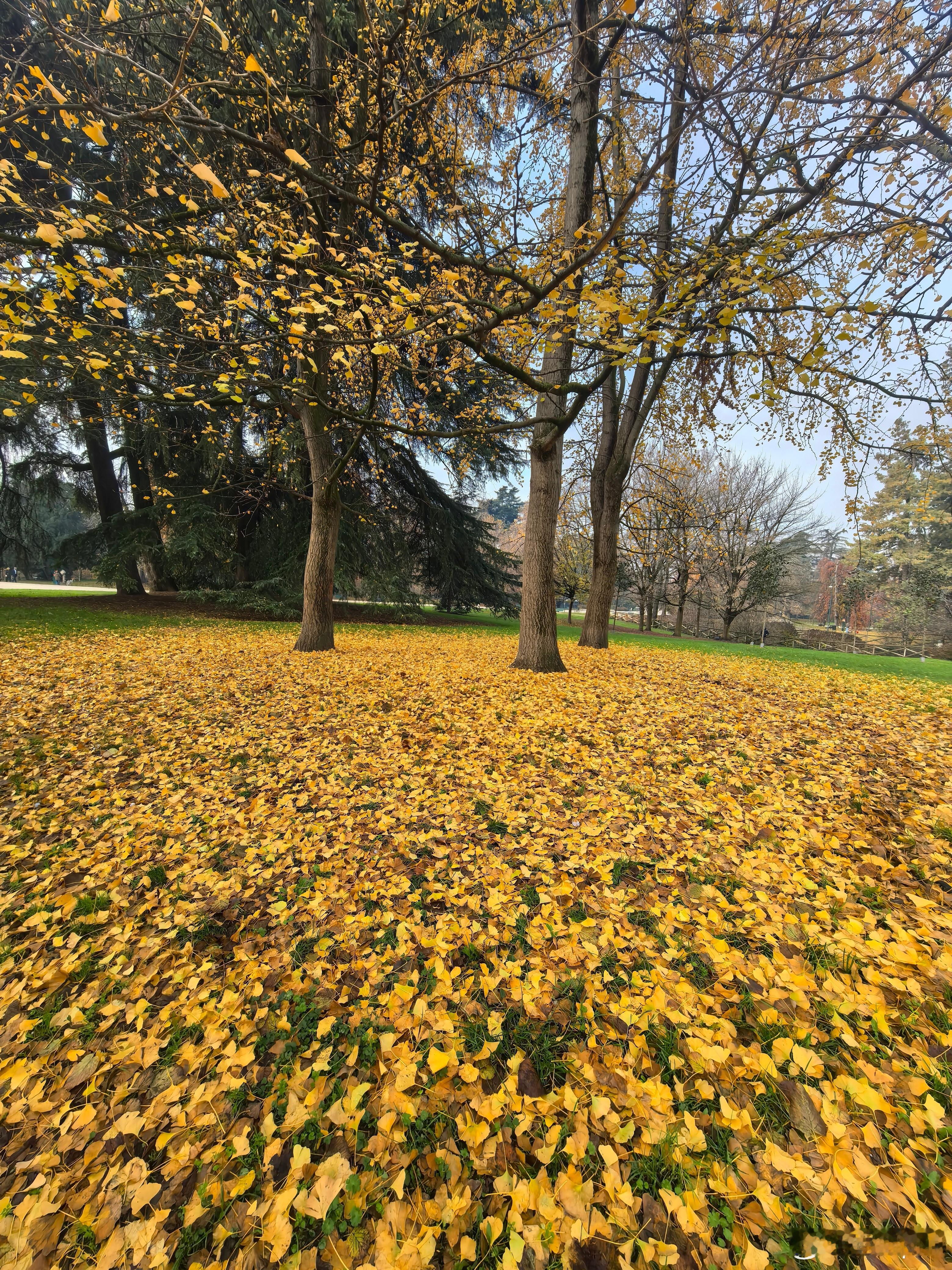 阳光穿透云层洒落大地，一扫连续两天阴雨的寒凉，落叶🍂铺满了小径，静静诉说着对大