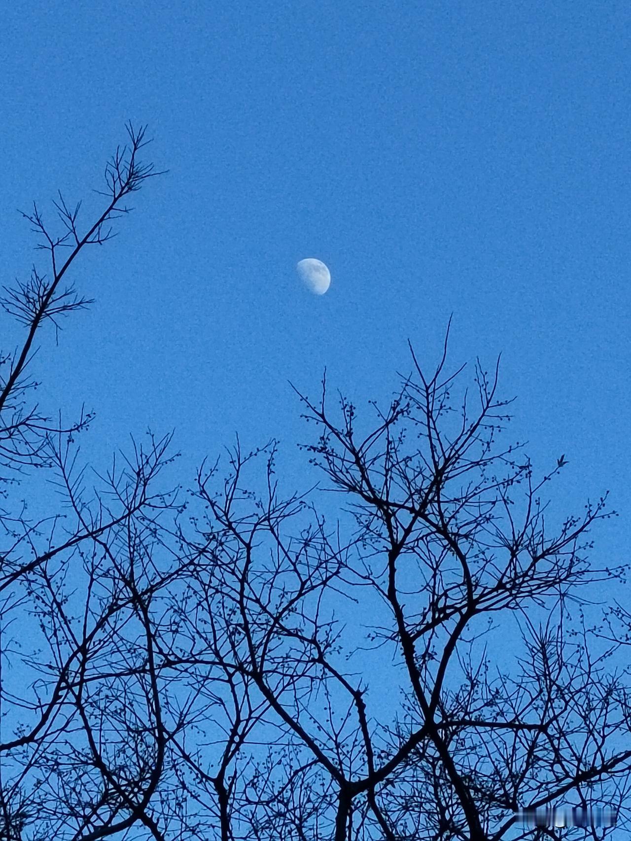 今日申时，空旷乡野；
蓝天如洗，半月高悬；
日月同辉，映照宇宙；
浪漫岁月，如诗