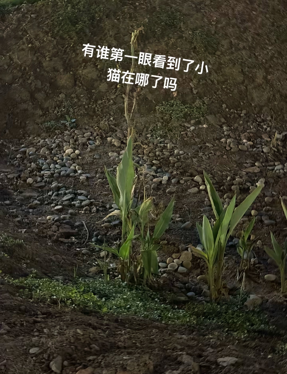 隐身🫥猫咪 ​​​