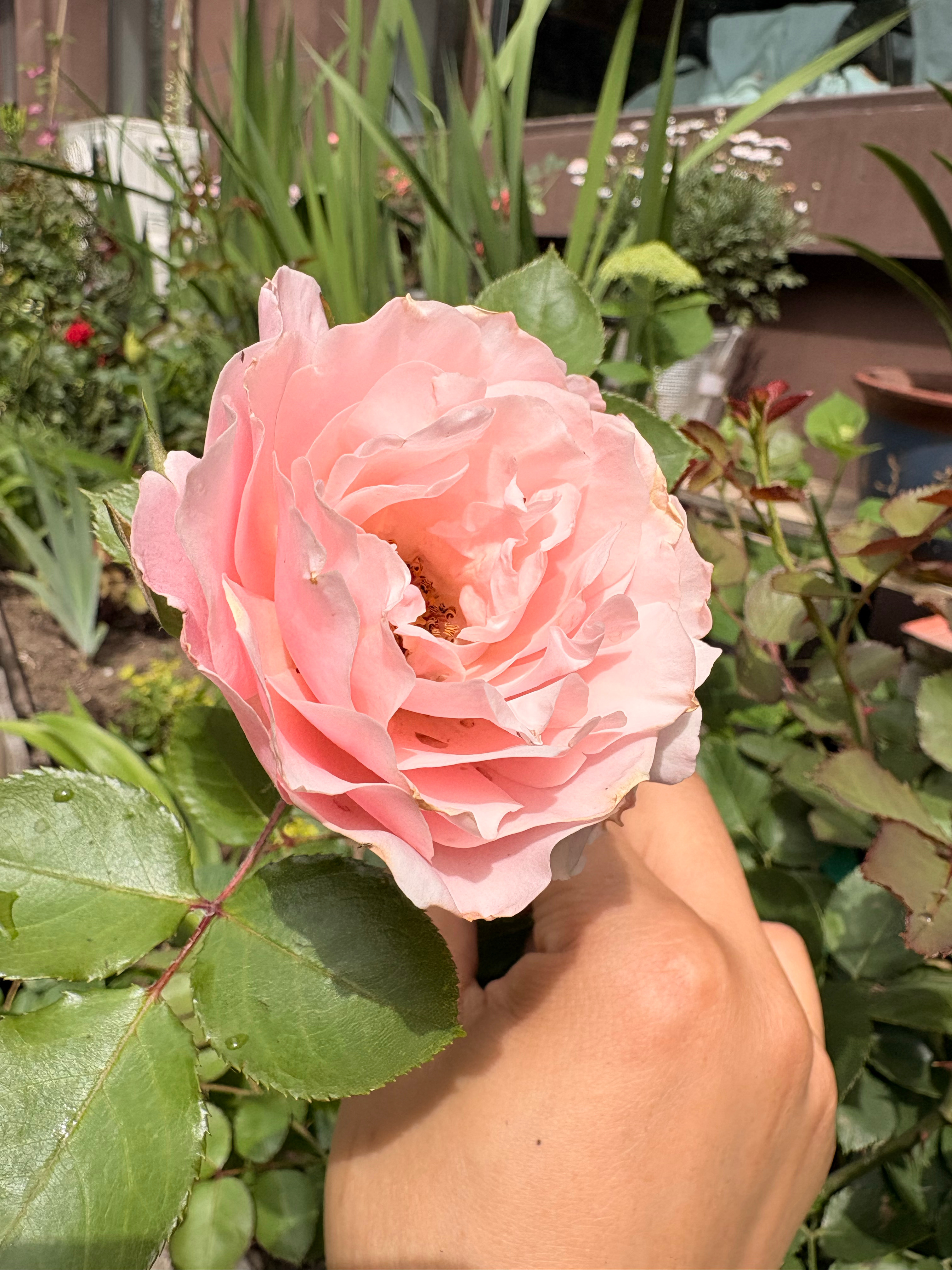 种花人的快乐，沐浴阳光，看万物生长！ 
