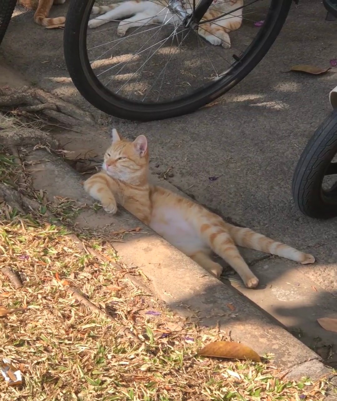 猫学长：oi，小鬼，作业给我抄下 